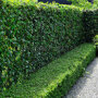 Hedera hibernica als afschieding